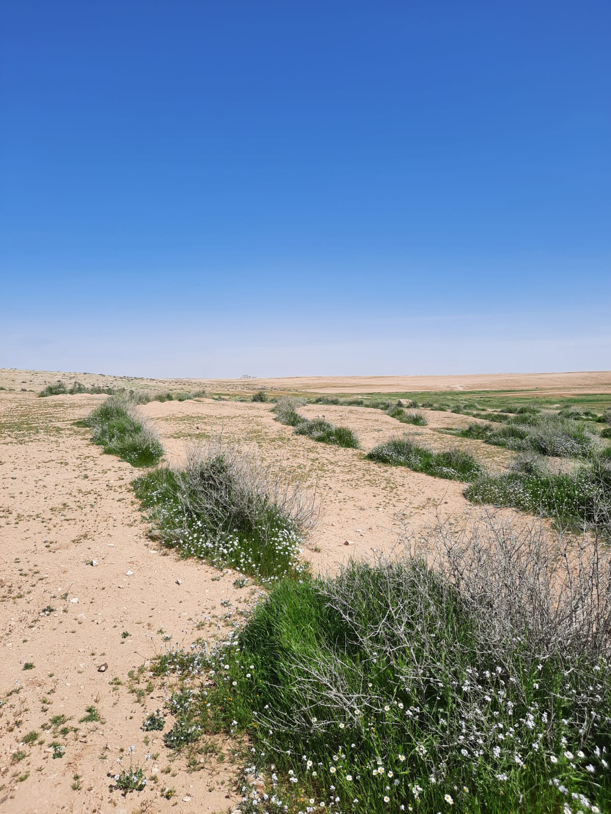 Vallerani water harvesting technique in action, showing intermittent pits along terrain contours with native shrub seedlings planted for soil restoration and vegetation growth