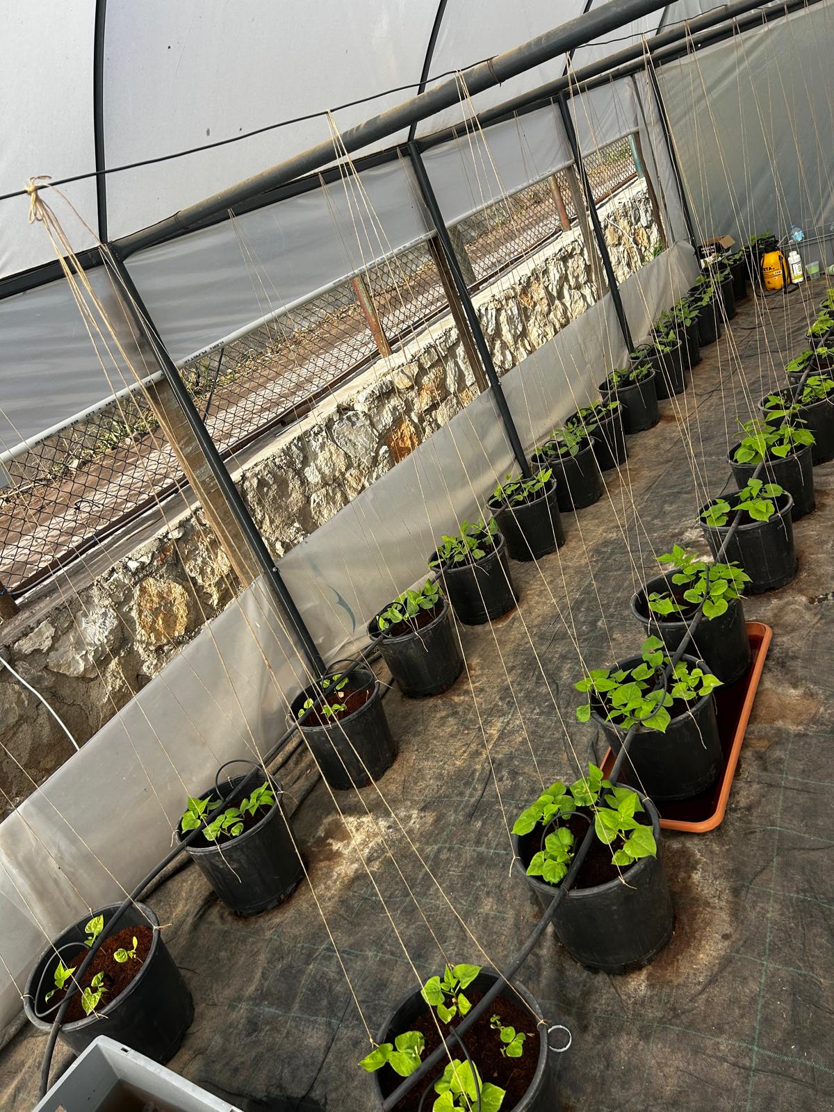 Bucket farming in Bodrum Municipality greenhouse