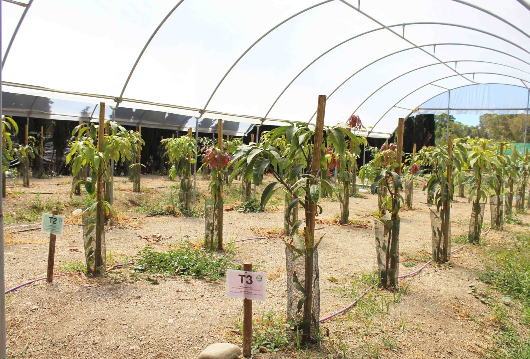 Living Lab La Axarquía Plantation